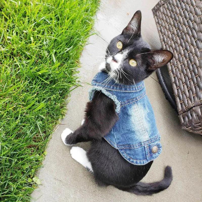 Denim Cat Clothes - Paws &amp; Purrfections